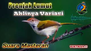 Masteran Prenjak Lumut Komplit || Variasi Suara Prenjak || Cocok Untuk Materi Burung Lomba