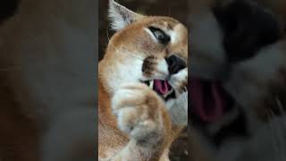 Каракал: Степная рысь 😍 #животные #кошки #каракал