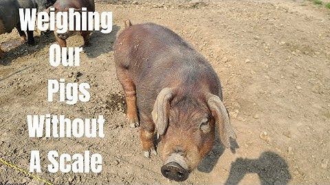Weighing pigs with no scale?