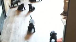 Собака родила 19 щенков... Собака родила 19 щенков...