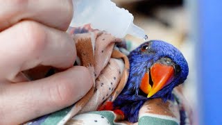 The Buzz  Lorikeet Paralysis Syndrome