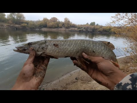 Клещи ПРОСНУЛИСЬ! Ловля судака и щуки в ОКТЯБРЕ! Ловля рыбы на живца! Рыбалка 2024. р. Ишим!