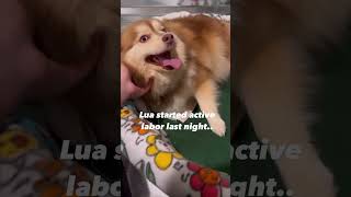 Pomsky Puppy delivery! 🤎🐾 #dogsofyoutube #newbornpuppy #pomskies #puppybirth #puppyvideos #pomsky