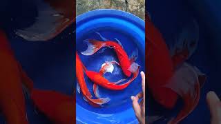 ikan koi merah #ikankoiberkualitas #kolamikan