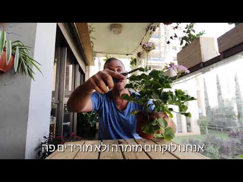 וִידֵאוֹ: טיפול בגרניום - כיצד לגדל גרניום