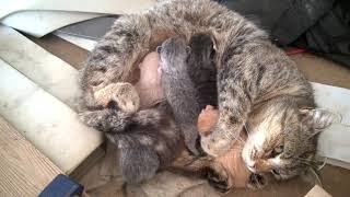 Cute Little Baby Kittens