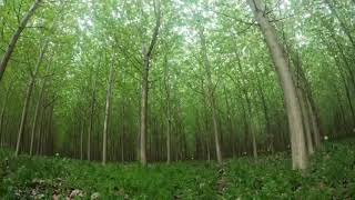 Trees dancing in the wind