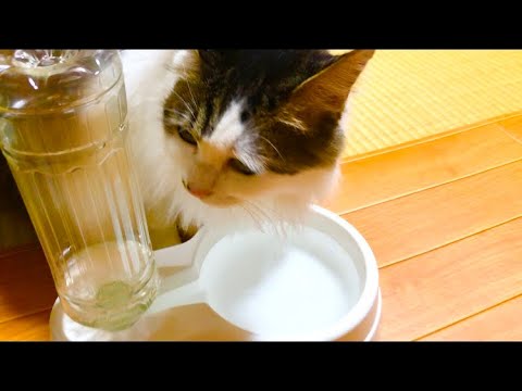 猫の水飲み音 Asmr ラガマフィンちゃん ダイソーのペットボトル自動給水器 Ragamuffin Drinking Water 保護猫 Daiso Japan 100 Yen Shop Store Youtube 猫の水飲み音 Asmr ラガマフィンちゃん ダイソーのペットボトル自動給水器 Ragamuffin Drinking Water 保護猫 Daiso Japan 100 Yen Shop Store Youtube