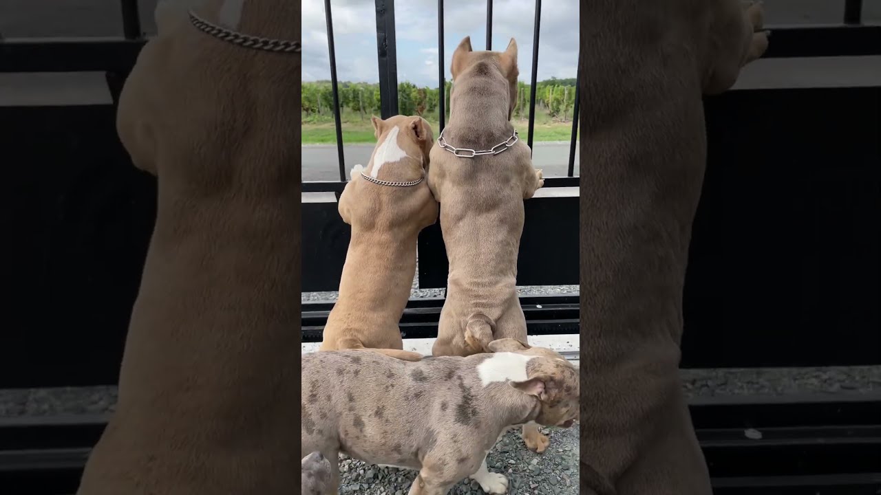 Qui Ose Rentrer Americanbully Bully Chien Pitbull Staff Dog