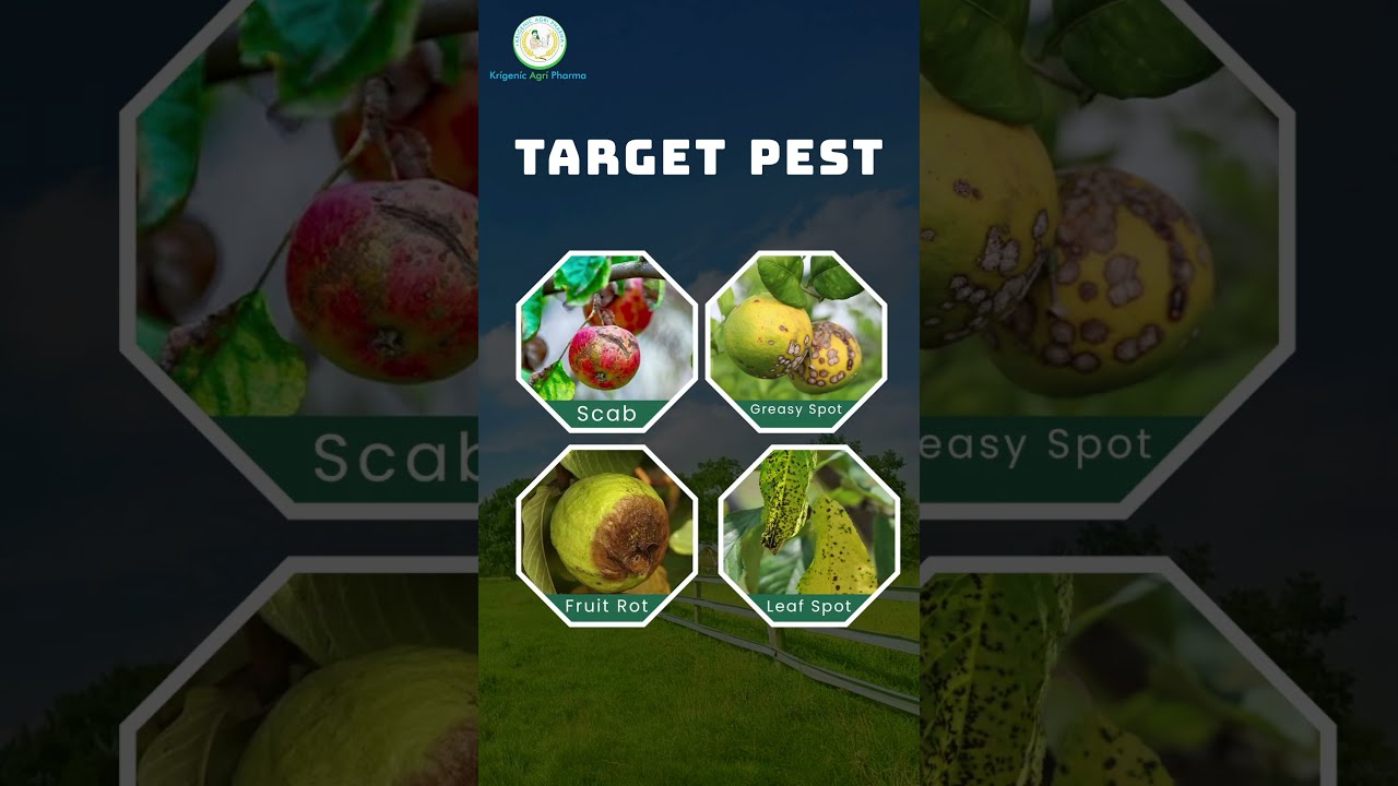INDOFIL Z78 Fungicide Zineb 75 WP