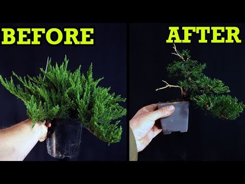 Video: Cossack juniper tamariscifolia - beskrywing, versorging en voortplanting