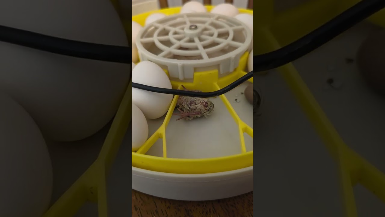 Buttons quails ya nasio el huevito mas pequeño que incuve godornices chinas