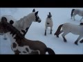 Three Herds: A Schleich Horse Movie- Part 1
