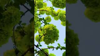 Relaxing Music Relax  Relaxing  Relaxing Video Relaxation 