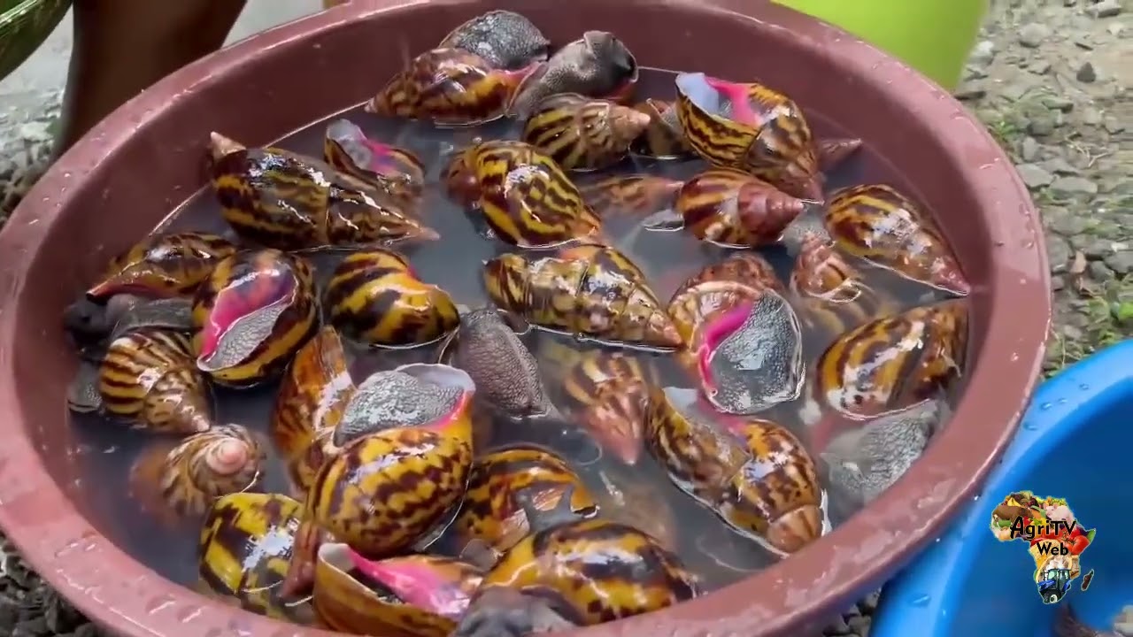 Investir dans l'élevage des escargots