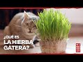 ¿Qué es la HIERBA GATERA? 🐱🌱【Dudas y Beneficios ✅】