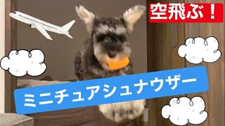 【空を飛ぶ！？】飛行犬になった子犬のミニチュアシュナウザー