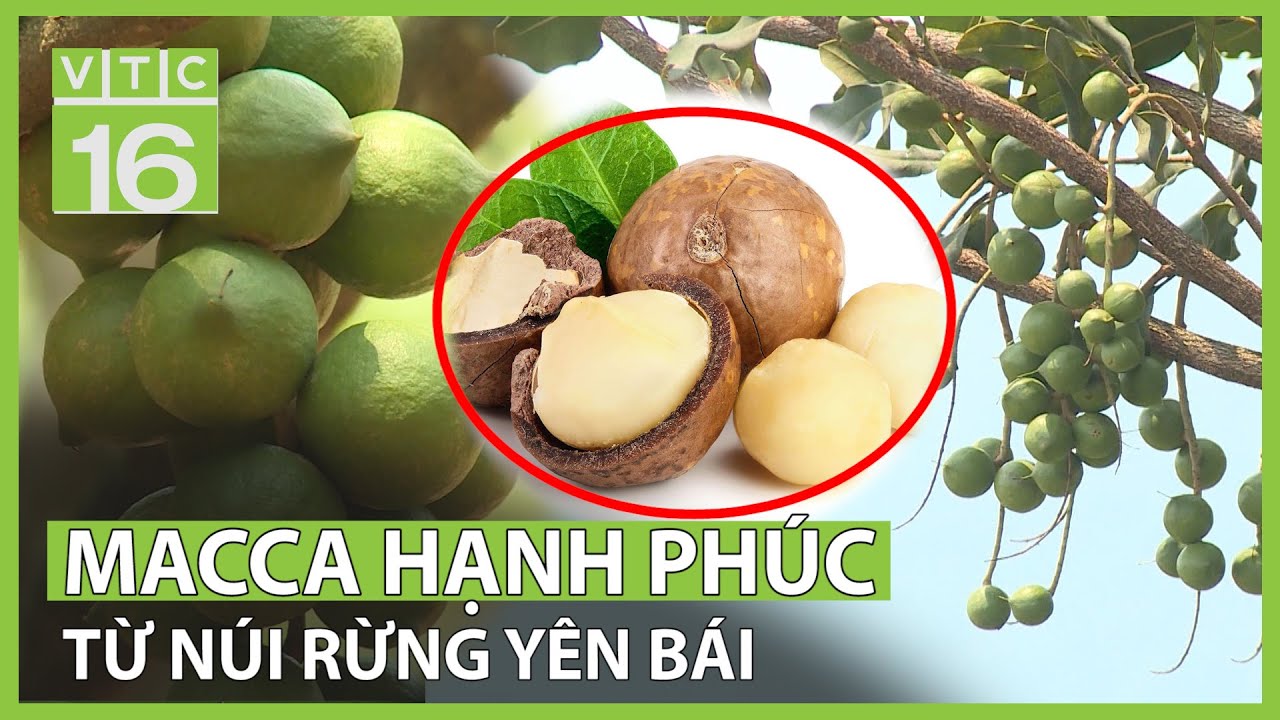 Macca hạnh phúc - Món quà dinh dưỡng từ núi rừng Yên Bái | VTC16