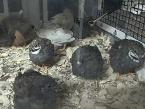 Button Quails - Sing It Boys