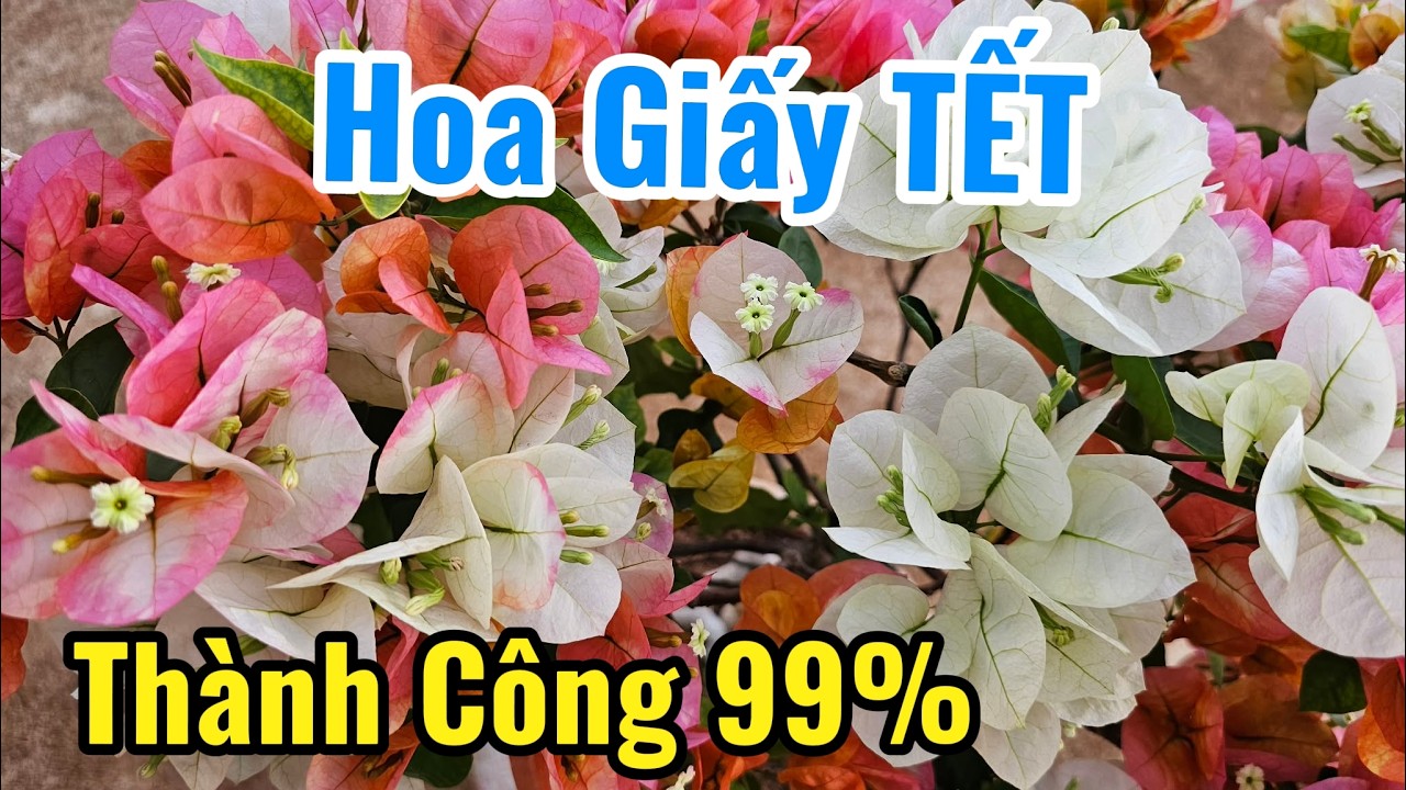 Hoa Giấy ra hoa đúng TẾT.( DỄ hay KHÓ ???)