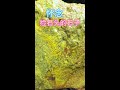 怀念曾经捡石头的日子 无忧无虑 再也回不到过去了 捡石头 寻宝 大自然的搬运工 挖玉人 美石分享 怀念曾经捡石头的日子 无忧无虑 再也回不到过去了 捡石头 寻宝 大自然的搬运工 挖玉人 美石分享