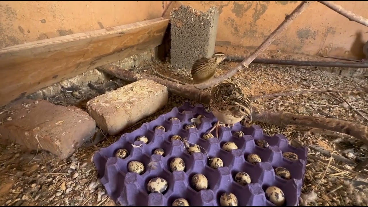 ‏إنتاج السمان والقمري😍❤️🕊️🐥🐣