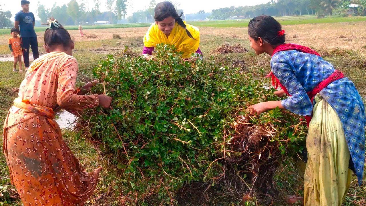 গ্রামের মেয়েদের আজব পদ্ধতিতে মাছ শিকার 😲🎣 | Village Girls Catch Fish in Strange Ways | Viral Fishing