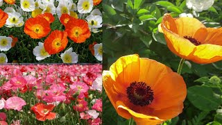 罂粟花的最佳种植季节快要到了罂粟花和虞美人的区别罂粟花的品种 以及种植要点