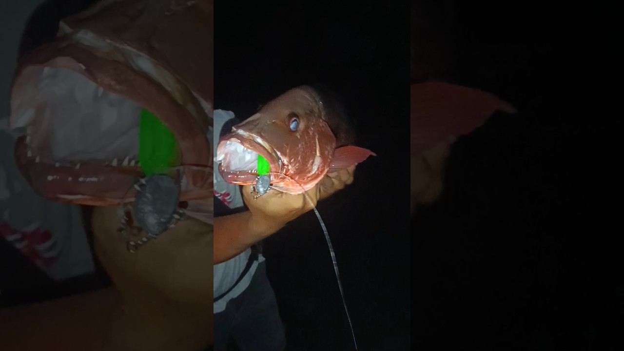 best lure for any fish 