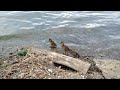 Baby ducks at the louisville waterfront