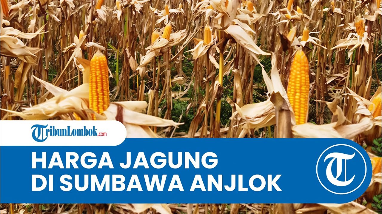 Harga Jagung Anjlok, Bupati Sumbawa Surati Menteri Pertanian hingga Badan Pangan