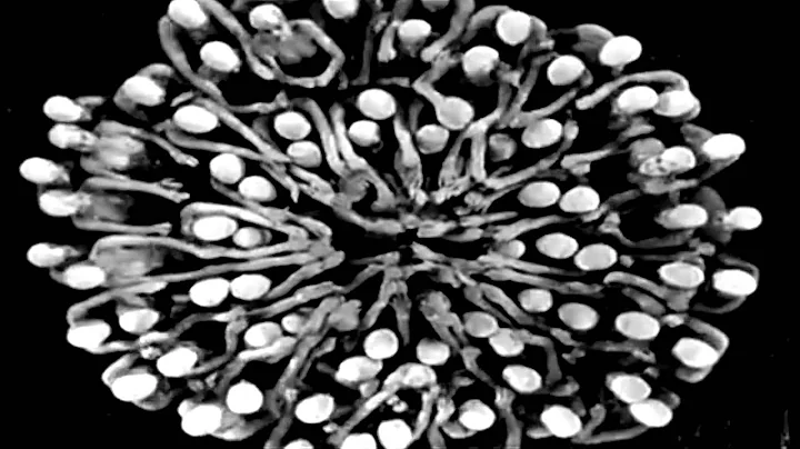 Hurricane Sandy Busby Berkeley