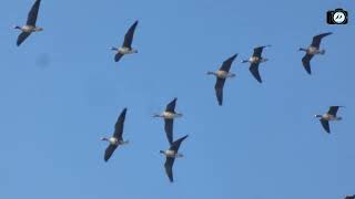 Çöl qazı - Qaşqa qaz dəstəsi (lat. Anser albifrons), Greater White-fronted Geese, Белолобый гусь