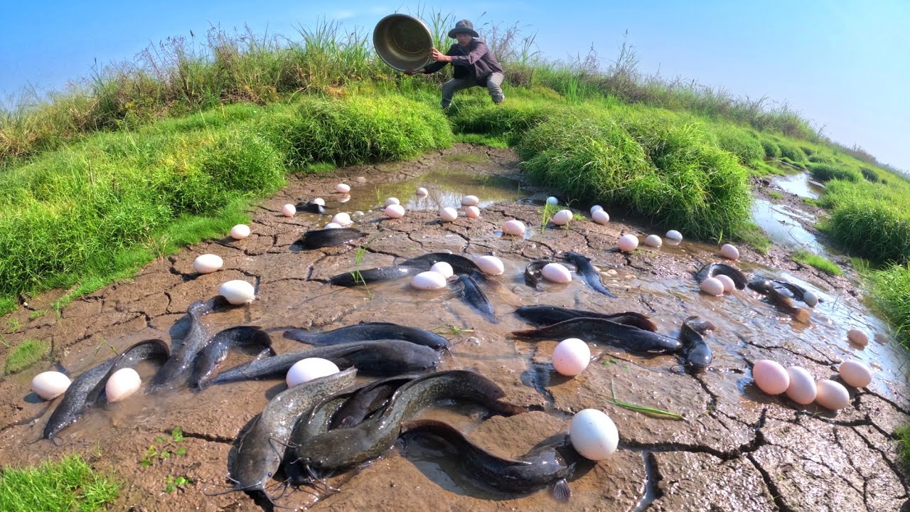 Best Hand Fishing, duck eggs under grass and catch fish in water by hand skills