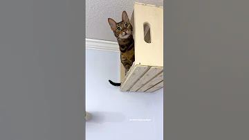 I Built A Cat Wall Playground 