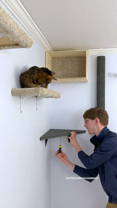 I Built A Cat Wall Playground