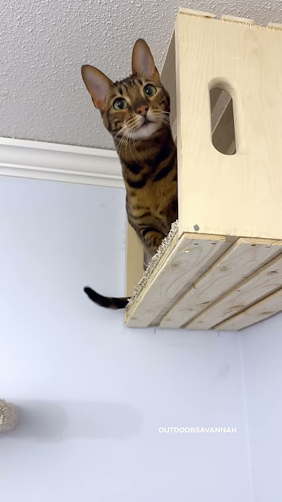 I Built A Cat Wall Playground