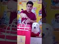 Polibimbos La Elegancia Se Hace Ver Emprendimiento Doglove Polosport Fashion Polibimbos La Elegancia Se Hace Ver Emprendimiento Doglove Polosport Fashion