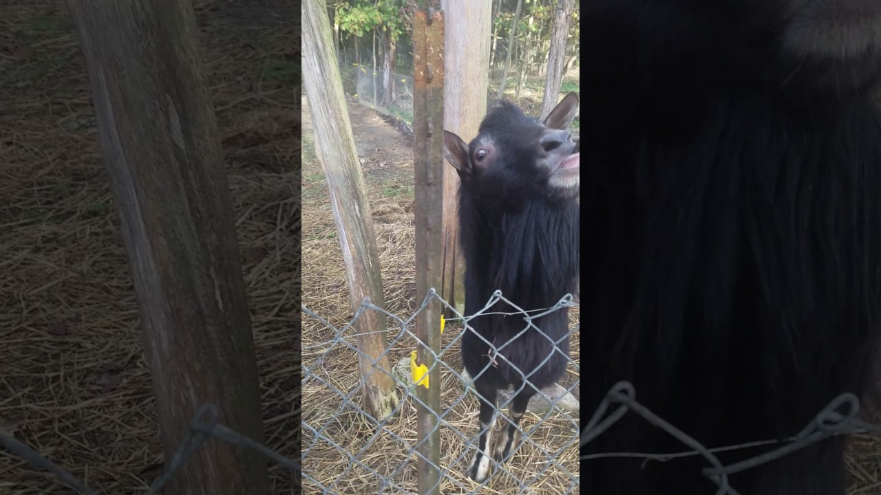 Crazy Grubville Goat