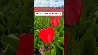 Wacht Even Is Dit Echt Waar? Gratis Bloemenvelden In Nederland