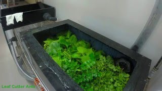 Leaf Cutter Ant Time-lapse