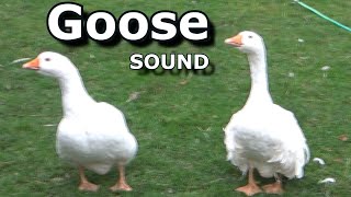 Goose Sounds ~ The Sound a Goose Makes ~ Learn Animal & Bird Sounds