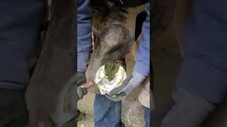 trimming long horse hooves #trimming #farrier #hooftrim #horsesoftiktok #3crossesranch