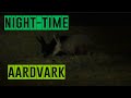 Aardvark in the African Desert Night Sighting | Ethiopia | Traveling Teachr