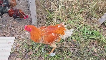 Lau qaib cog hauv cooj 