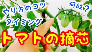 トマトの摘芯 時期タイミングは 何故 やり方やコツが解る 40日前に家庭菜園トマト栽培の摘芯の仕方 プランターでやり方を実演交えて説明 Youtube