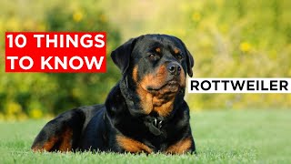 Never get Rottweiler Before Knowing These Things!