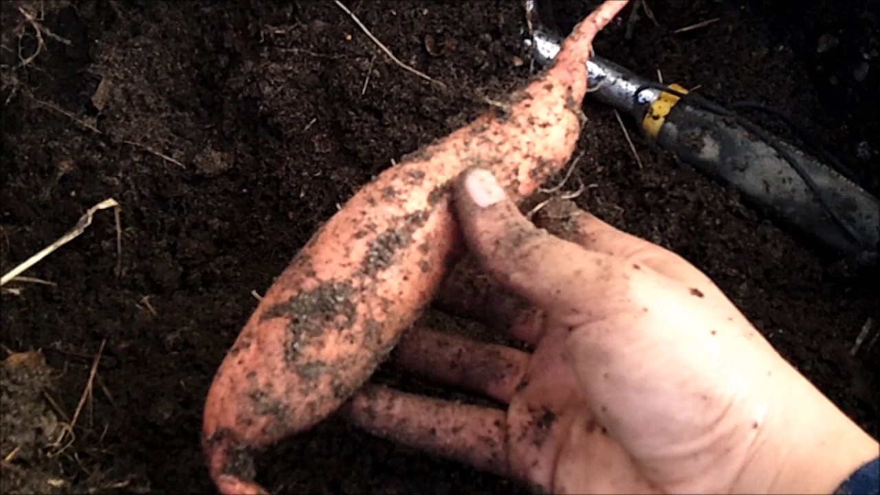 Sweet Potato Harvesting
