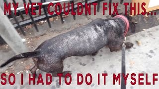 HOW A RAW FOOD DOG DIET FIXED WHAT VET MEDS DIDN'T