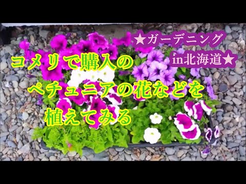 ガーデニング22 No 3 コメリで購入した花を植える Youtube